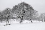 Brockwell Park in the Snow Series